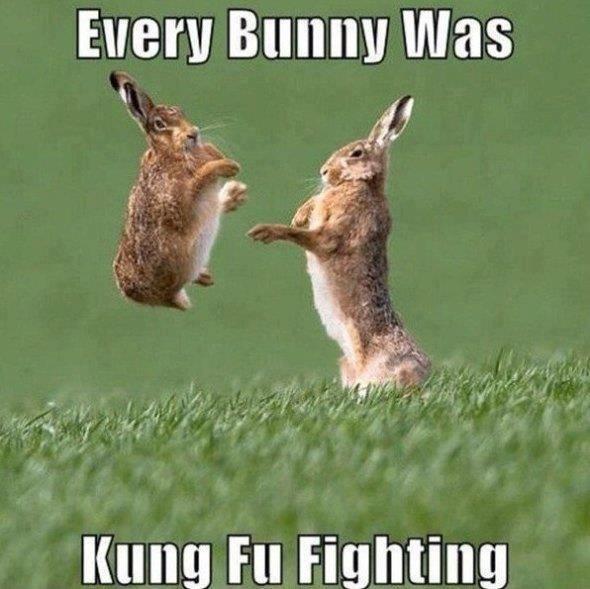 Every-Bunny-Was-Kung-Fu-Fighting