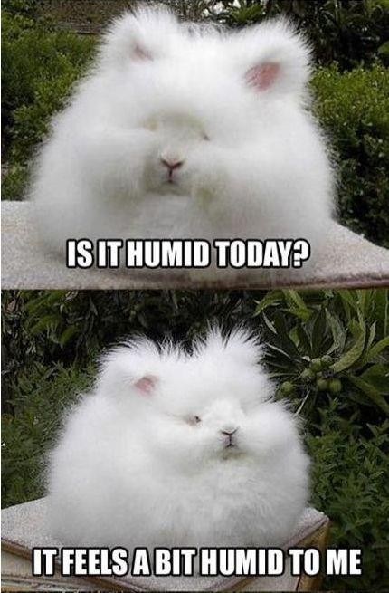 Is-it-Humid-Today-Bunny
